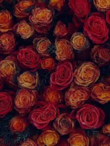 Heartfelt Quotes for Grandfather Who Passed Away: 100+ Tributes. roses-9180830_960_720.jpg